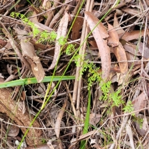 Lindsaea microphylla at Ulladulla, NSW - 27 Aug 2022 09:49 AM