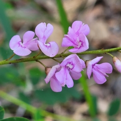 Indigofera australis subsp. australis (Australian Indigo) at Ulladulla, NSW - 26 Aug 2022 by trevorpreston