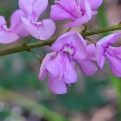 Indigofera australis subsp. australis at Ulladulla, NSW - 27 Aug 2022 09:31 AM