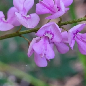 Indigofera australis subsp. australis at Ulladulla, NSW - 27 Aug 2022