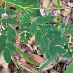 Indigofera australis subsp. australis at Ulladulla, NSW - 27 Aug 2022 09:31 AM