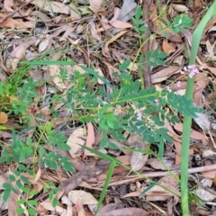 Indigofera australis subsp. australis at Ulladulla, NSW - 27 Aug 2022