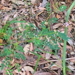 Indigofera australis subsp. australis at Ulladulla, NSW - 27 Aug 2022 09:31 AM