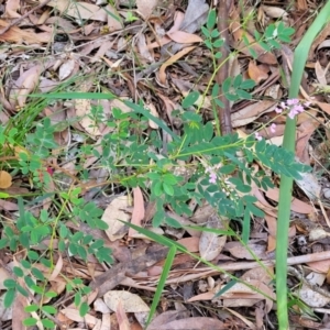Indigofera australis subsp. australis at Ulladulla, NSW - 27 Aug 2022 09:31 AM