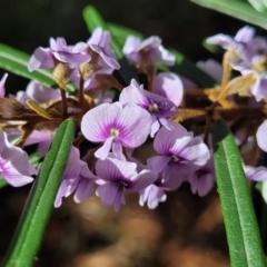 Hovea linearis (Narrow-leaved Hovea) at Ulladulla - Millards Creek - 26 Aug 2022 by trevorpreston