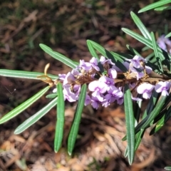 Hovea linearis at Ulladulla, NSW - 27 Aug 2022