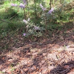 Hovea linearis at Ulladulla, NSW - 27 Aug 2022