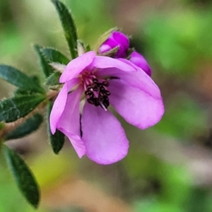 Tetratheca thymifolia at Ulladulla, NSW - 27 Aug 2022