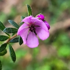 Tetratheca thymifolia at Ulladulla, NSW - 27 Aug 2022