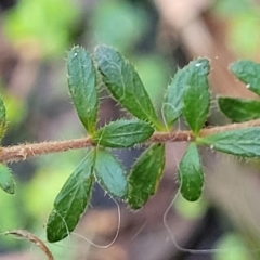 Tetratheca thymifolia at Ulladulla, NSW - 27 Aug 2022 09:34 AM