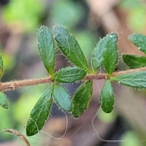 Tetratheca thymifolia at Ulladulla, NSW - 27 Aug 2022 09:34 AM