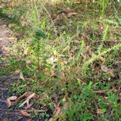 Tetratheca thymifolia at Ulladulla, NSW - 27 Aug 2022