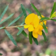 Pultenaea blakelyi (Blakely's Bush-pea) at Ulladulla, NSW - 27 Aug 2022 by trevorpreston