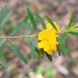 Pultenaea blakelyi at Ulladulla, NSW - 27 Aug 2022