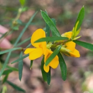 Pultenaea blakelyi at Ulladulla, NSW - 27 Aug 2022