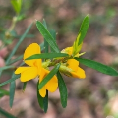 Pultenaea blakelyi at Ulladulla, NSW - 27 Aug 2022