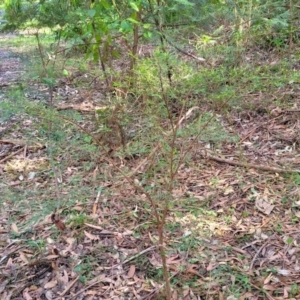 Pultenaea blakelyi at Ulladulla, NSW - 27 Aug 2022