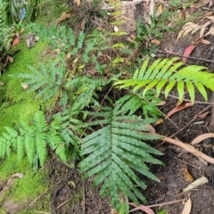 Blechnum camfieldii at Ulladulla - Millards Creek - 26 Aug 2022 by trevorpreston