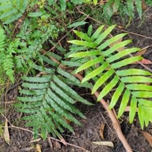 Blechnum camfieldii at Ulladulla, NSW - 27 Aug 2022 09:36 AM