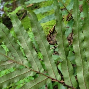 Blechnum camfieldii at Ulladulla, NSW - 27 Aug 2022 09:36 AM