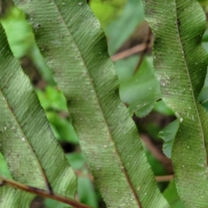 Blechnum camfieldii at Ulladulla, NSW - 27 Aug 2022 09:36 AM