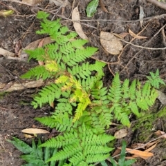 Calochlaena dubia (Rainbow Fern) at Ulladulla, NSW - 26 Aug 2022 by trevorpreston