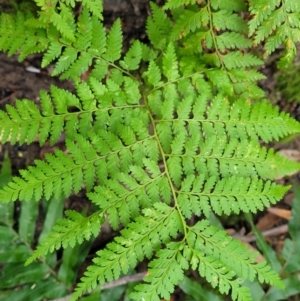 Calochlaena dubia at Ulladulla, NSW - 27 Aug 2022