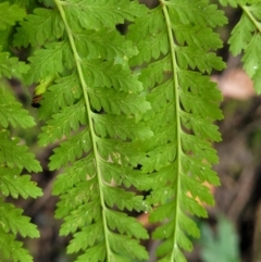 Calochlaena dubia at Ulladulla, NSW - 27 Aug 2022 09:37 AM