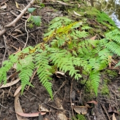 Calochlaena dubia at Ulladulla, NSW - 27 Aug 2022