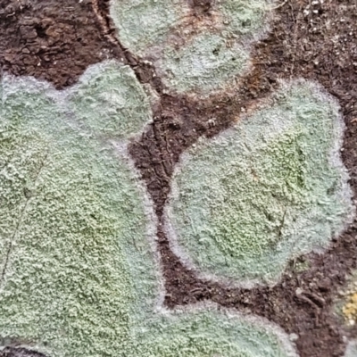 Unidentified Lichen at Ulladulla - Millards Creek - 26 Aug 2022 by trevorpreston