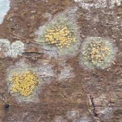 Unidentified Lichen (TBC) at Ulladulla, NSW - 26 Aug 2022 by trevorpreston