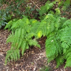 Calochlaena dubia (Rainbow Fern) at Ulladulla, NSW - 26 Aug 2022 by trevorpreston