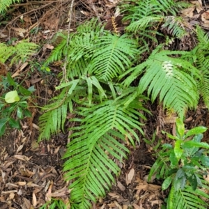 Blechnum cartilagineum at Ulladulla, NSW - suppressed