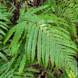 Blechnum cartilagineum at Ulladulla, NSW - suppressed