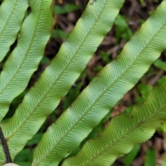 Blechnum cartilagineum at Ulladulla, NSW - suppressed