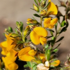 Pultenaea villosa (Hairy Bush-pea) at Ulladulla, NSW - 27 Aug 2022 by trevorpreston