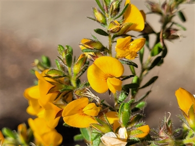 Pultenaea villosa (Hairy Bush-pea) at Ulladulla, NSW - 26 Aug 2022 by trevorpreston