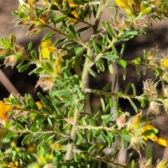 Pultenaea villosa at Ulladulla, NSW - 27 Aug 2022