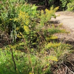 Pultenaea villosa at Ulladulla, NSW - 27 Aug 2022