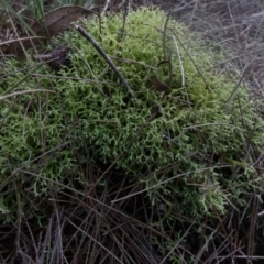 Cladia aggregata (A lichen) at Boro - 24 Aug 2022 by Paul4K