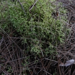 Cladia aggregata at Borough, NSW - suppressed