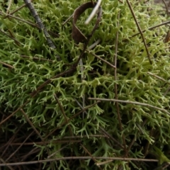 Cladia aggregata at Borough, NSW - suppressed