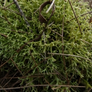 Cladia aggregata at Borough, NSW - 25 Aug 2022