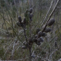 Allocasuarina paludosa (Swamp She-oak) at Borough, NSW - 24 Aug 2022 by Paul4K