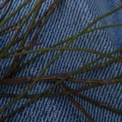 Allocasuarina paludosa at Borough, NSW - suppressed