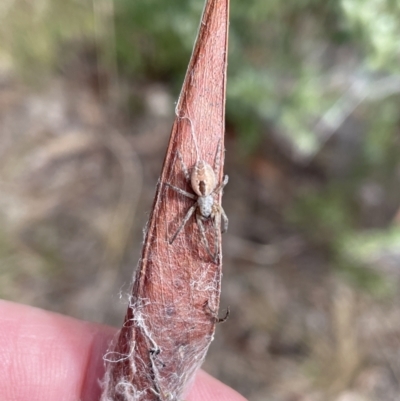 Phryganoporus candidus (Foliage-webbing social spider) at QPRC LGA - 27 Aug 2022 by Mavis