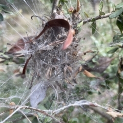 Phryganoporus candidus at Jerrabomberra, NSW - 27 Aug 2022