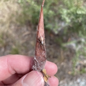 Phryganoporus candidus at Jerrabomberra, NSW - 27 Aug 2022 11:40 AM