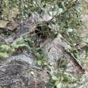 Phryganoporus candidus at Jerrabomberra, NSW - 27 Aug 2022