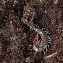 Scolopendromorpha (order) (A centipede) at QPRC LGA - 24 Aug 2022 by Paul4K